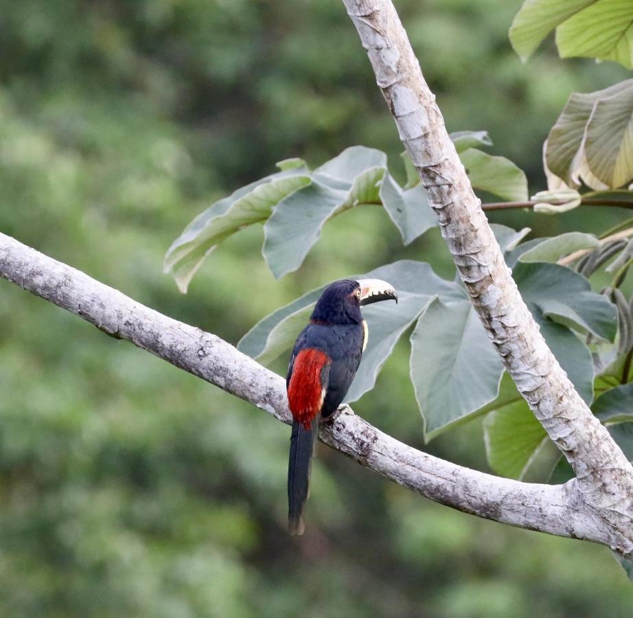 Eden Jungle Lodge Бокас-дель-Торо Экстерьер фото