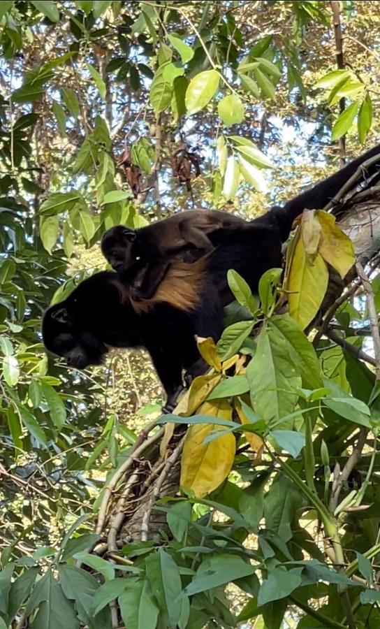 Eden Jungle Lodge Бокас-дель-Торо Экстерьер фото