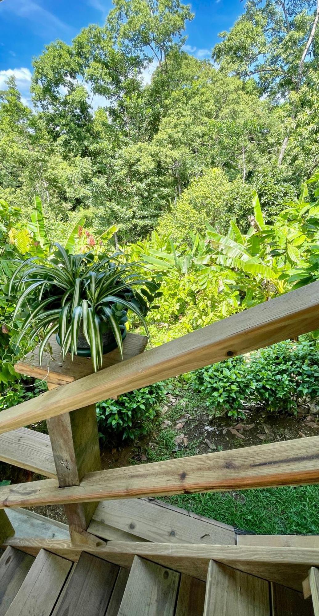 Eden Jungle Lodge Бокас-дель-Торо Экстерьер фото